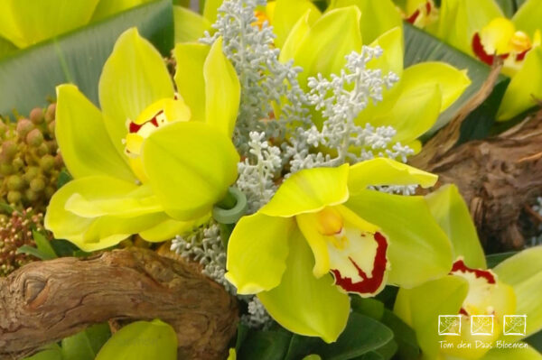 Nr.32 Cymbidium Limegroen - Afbeelding 3