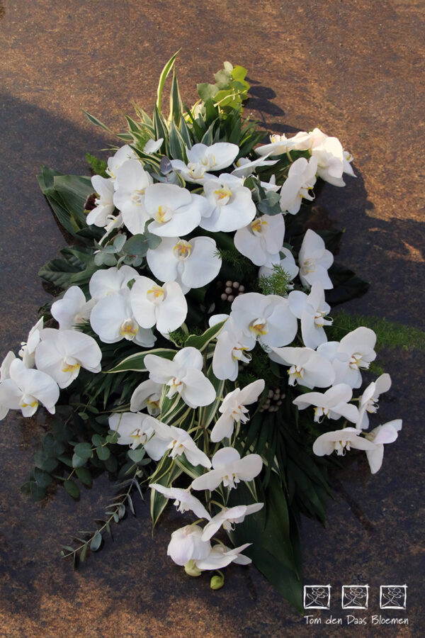 Nr.13 Witte Phalaenopsis - Afbeelding 2