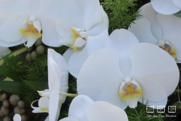 Nr.13 Witte Phalaenopsis - Afbeelding 3